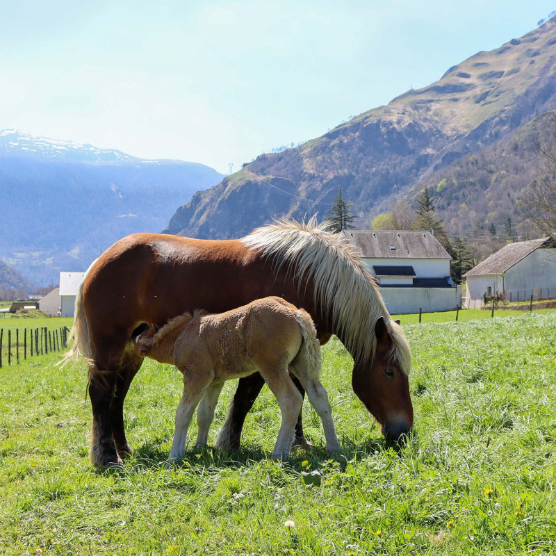 A horse and its foal in Bélesten 