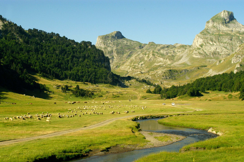 Summer pasture on the plateau - Ayous 