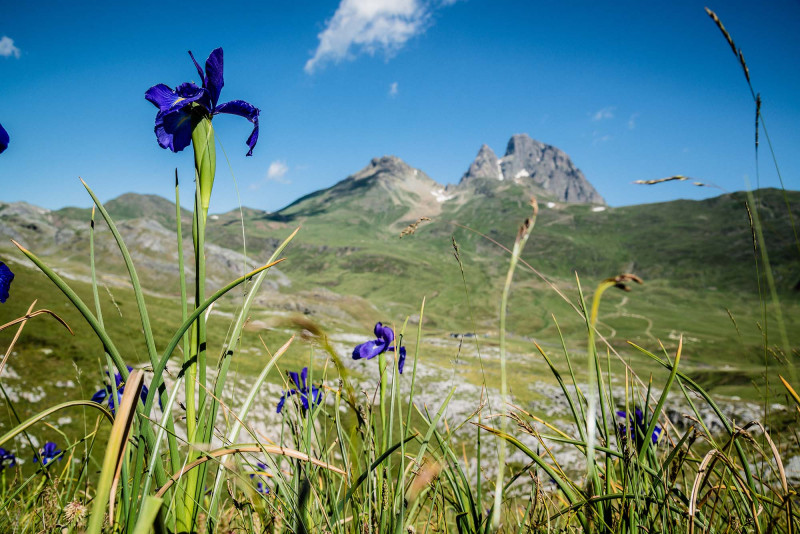 Flore iris des pyrénées - Pourtalet ©Sylvain Gardères