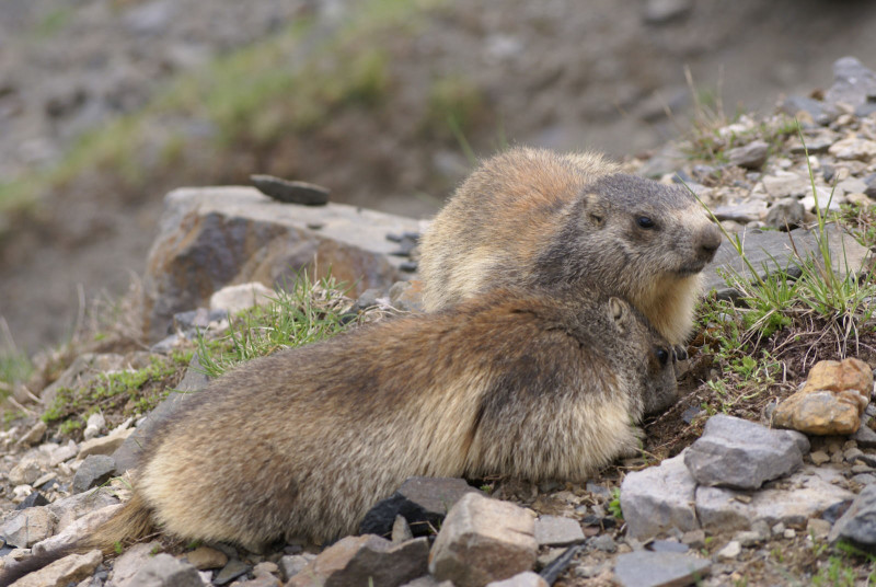 Marmot