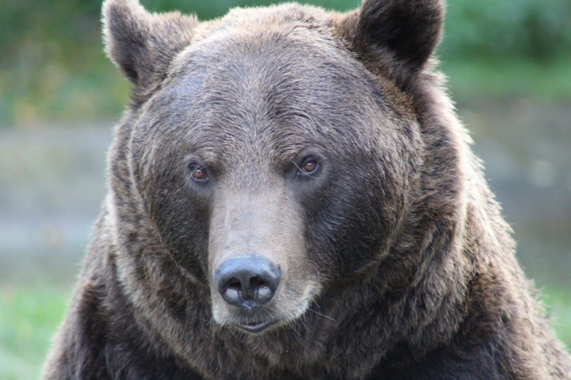 Ours du Parc'Ours