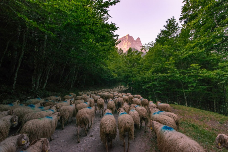 transhumance-ossau4-rivas-3639