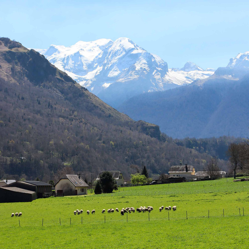 A flock of ewes in Bélesten 
