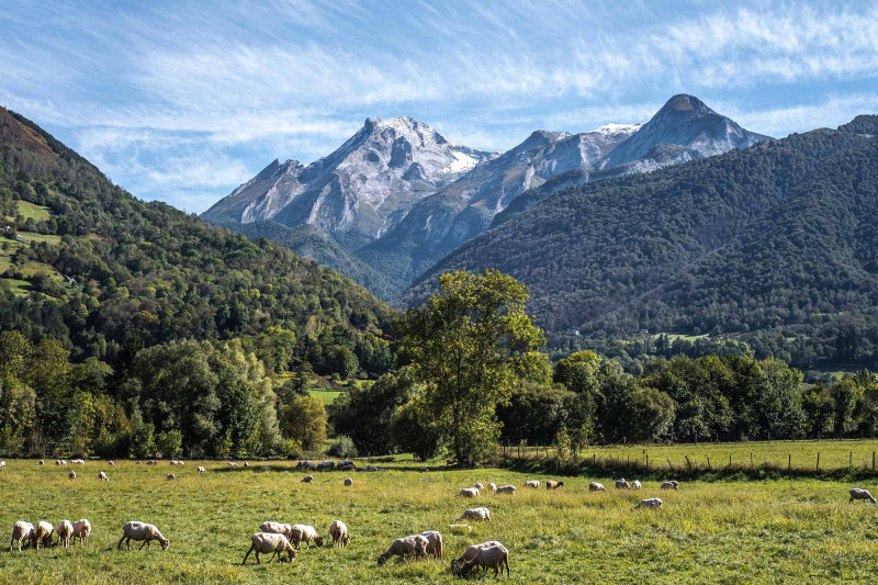 A flock of ewes in Laruns 
