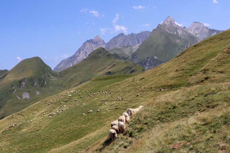 Flock of sheep grazing in summer pastures at Aubisque 