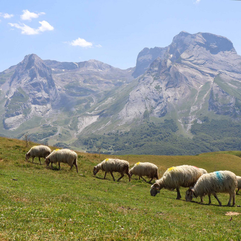 A flock of ewes grazing in the summer pastures at the Col d'Aubisque 