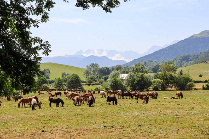 Herds grazing on the Bénou Plateau 