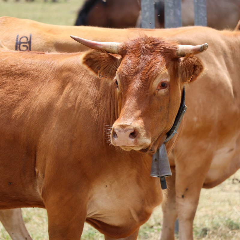 Vache pendant le marquage du troupeau à Gère-Belesten 