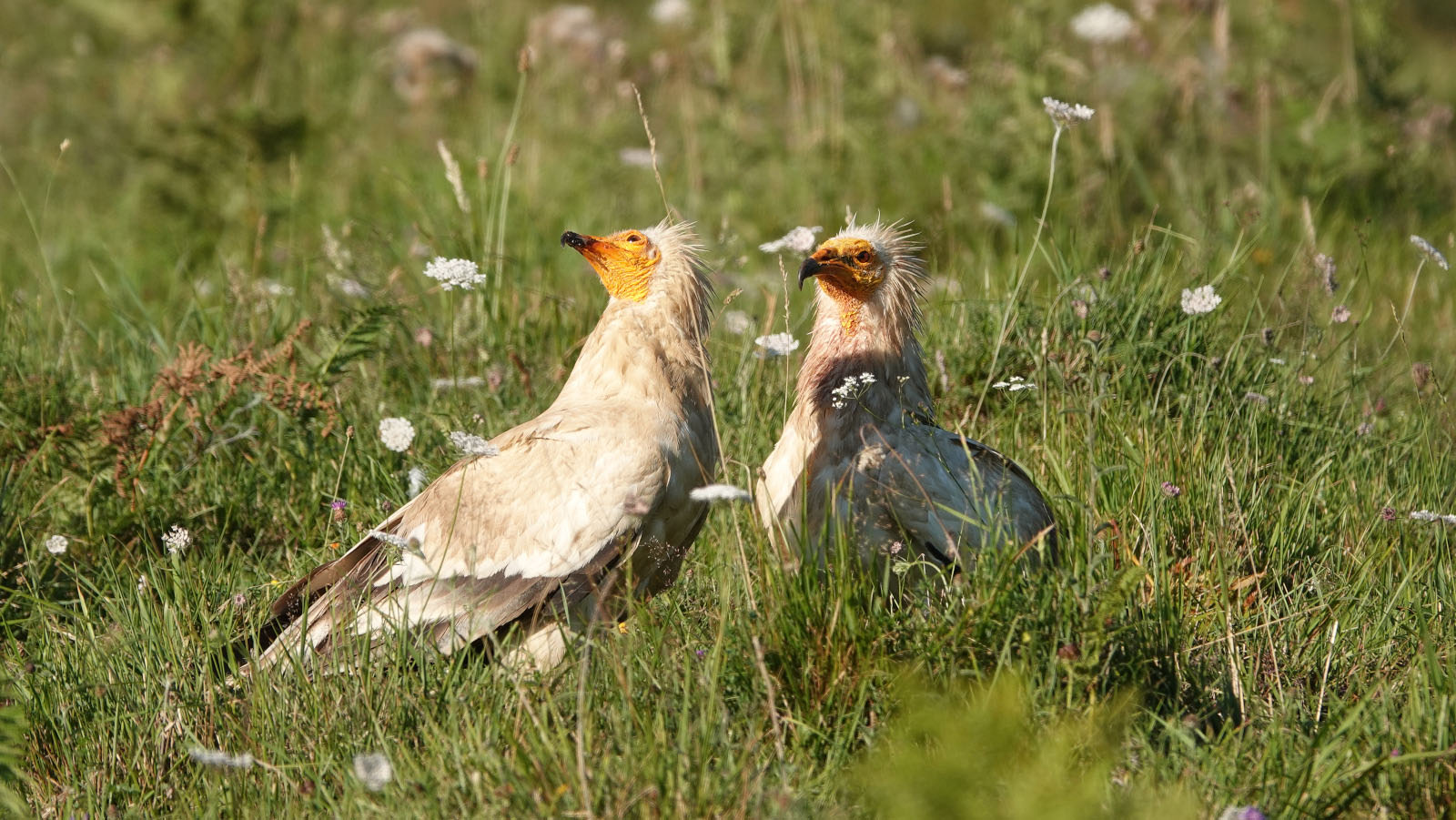 Egyptian vulture - &copy; D. Peyrusqué - Parc national des Pyrénées
