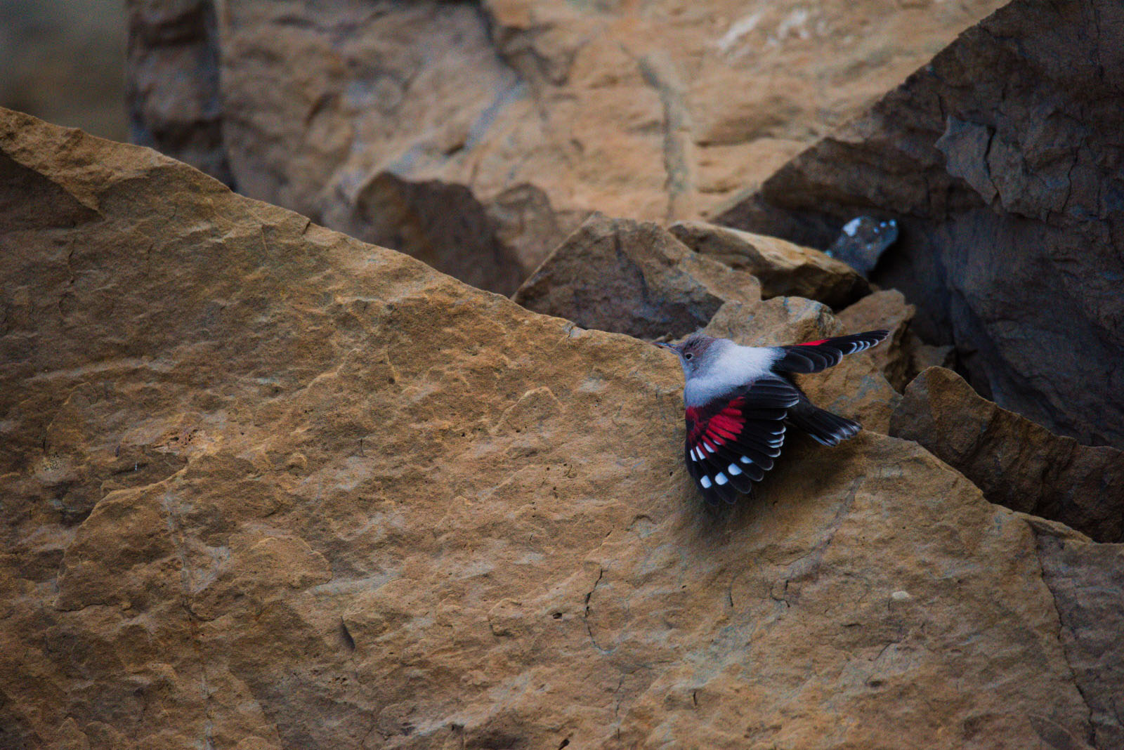 Wallcreeper - &copy; L. Reigne - Parc national des Pyrénées