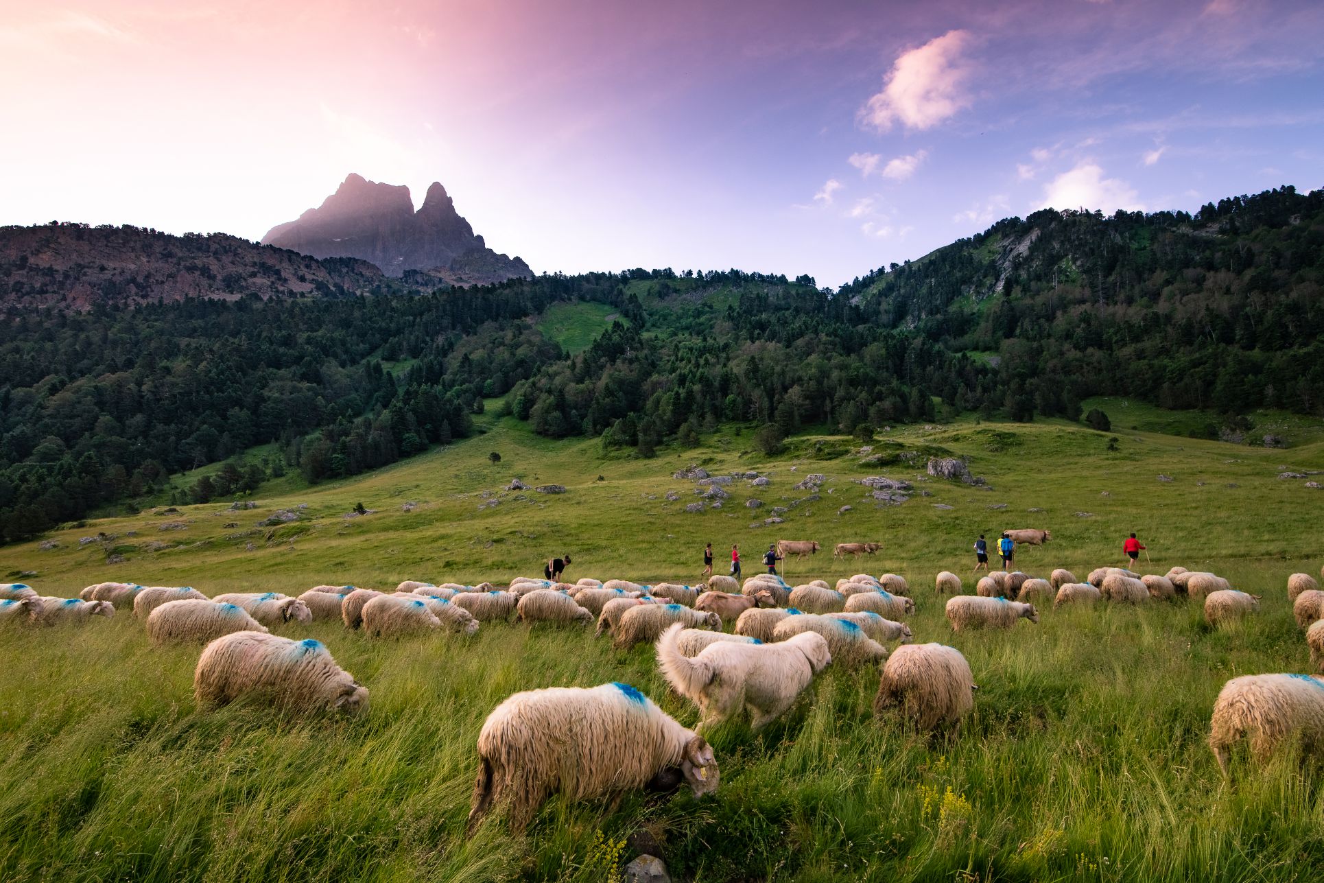 transhumance-ossau-rivas-3634