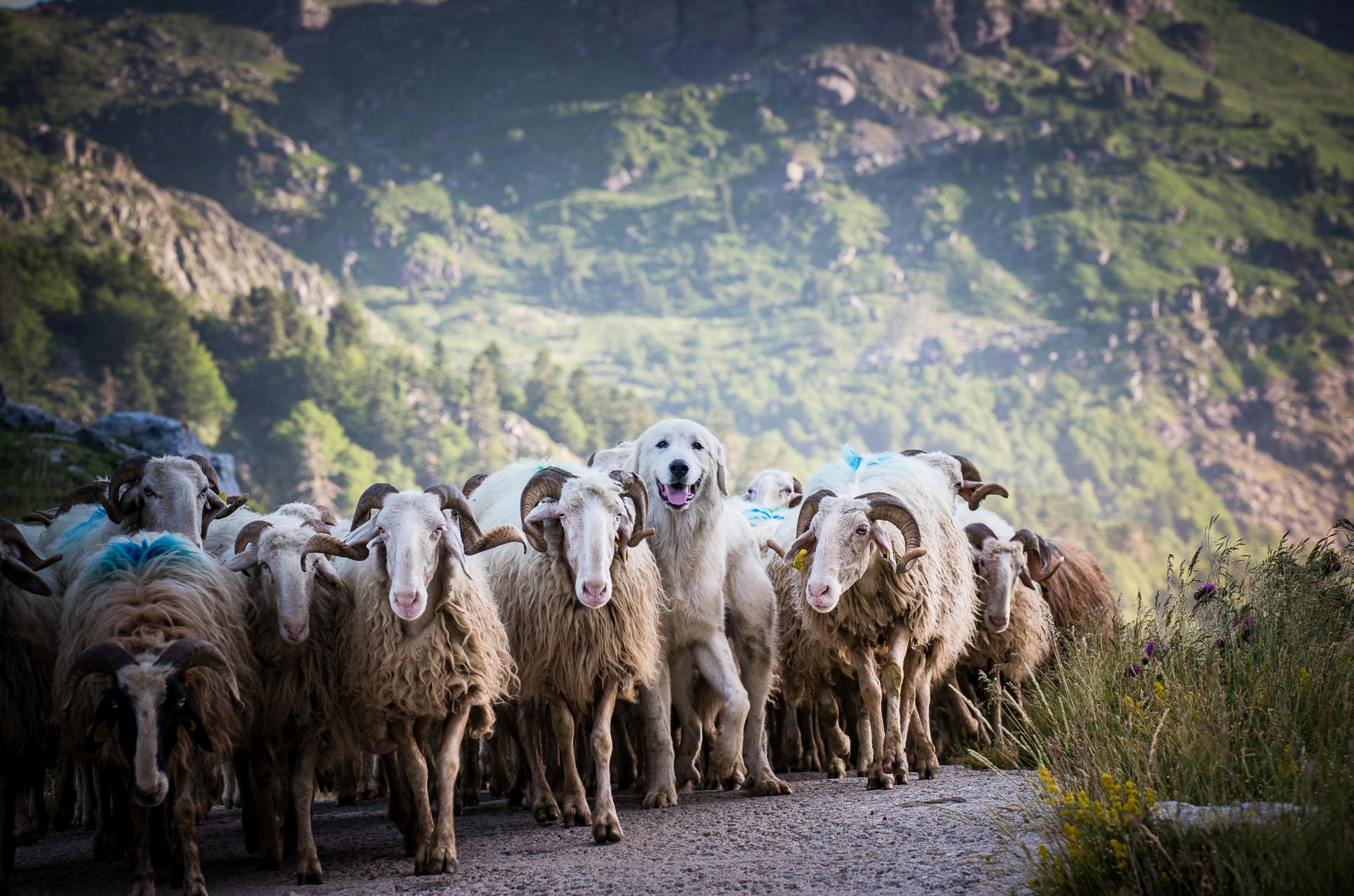 transhumance-ossau3-rivas-3638