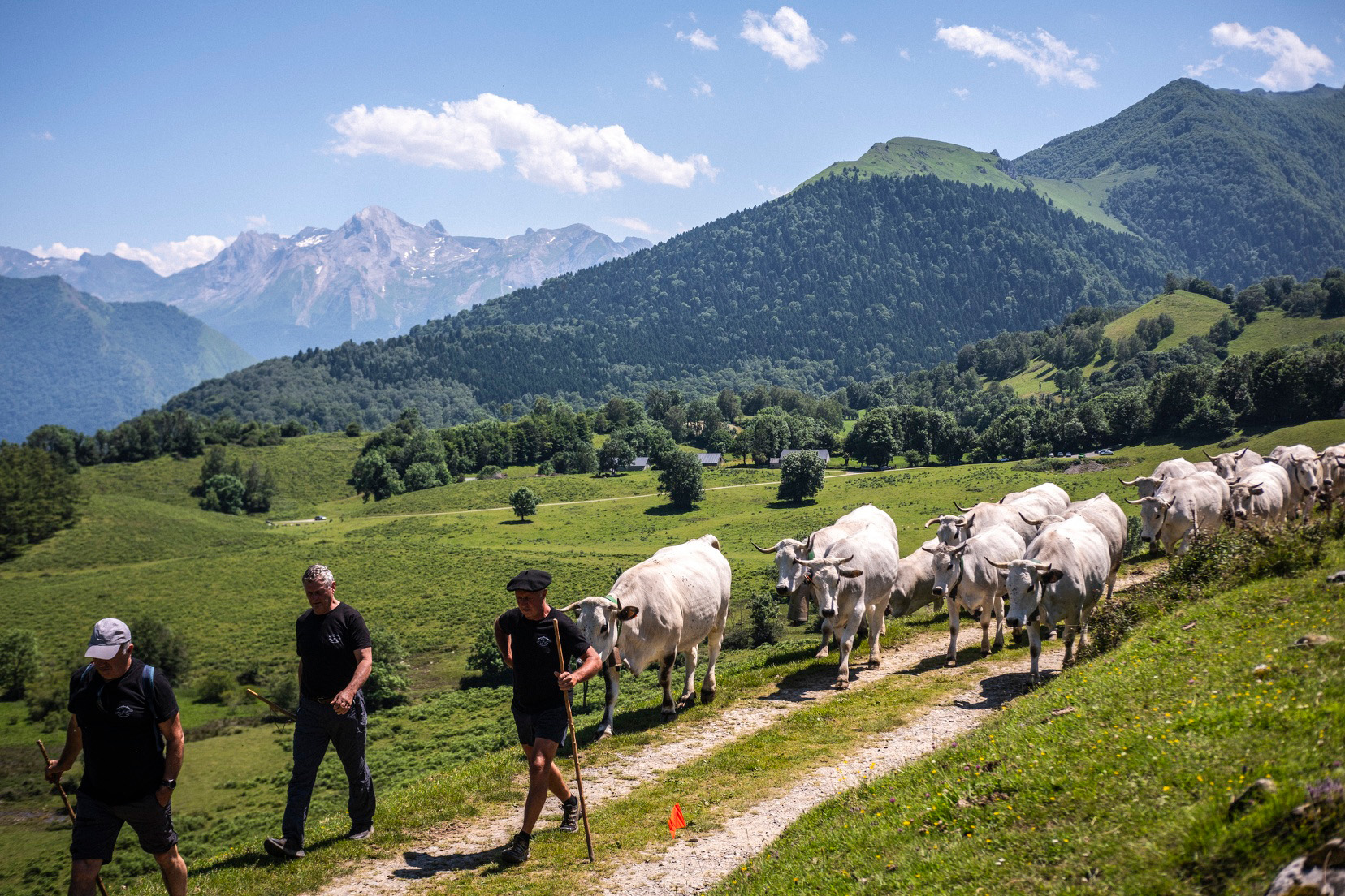 Transhumance on the Bénou Plateau with the Pommies Maria Blanca Farm  - &copy; Adrien Basse-Cathalinat - Pays-de-Bearn