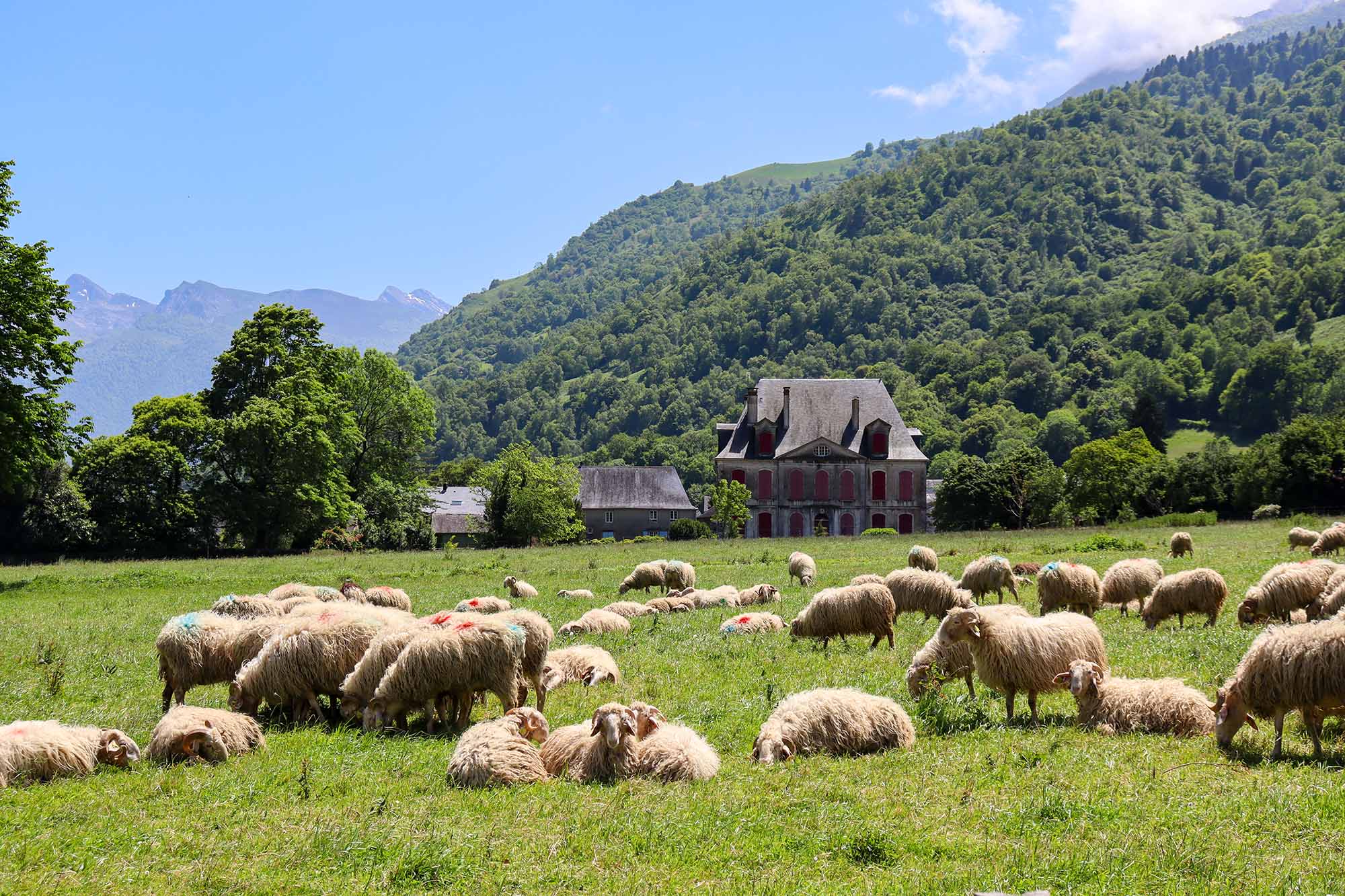 Rebaño de ovejas en Bielle  - &copy; OTVO
