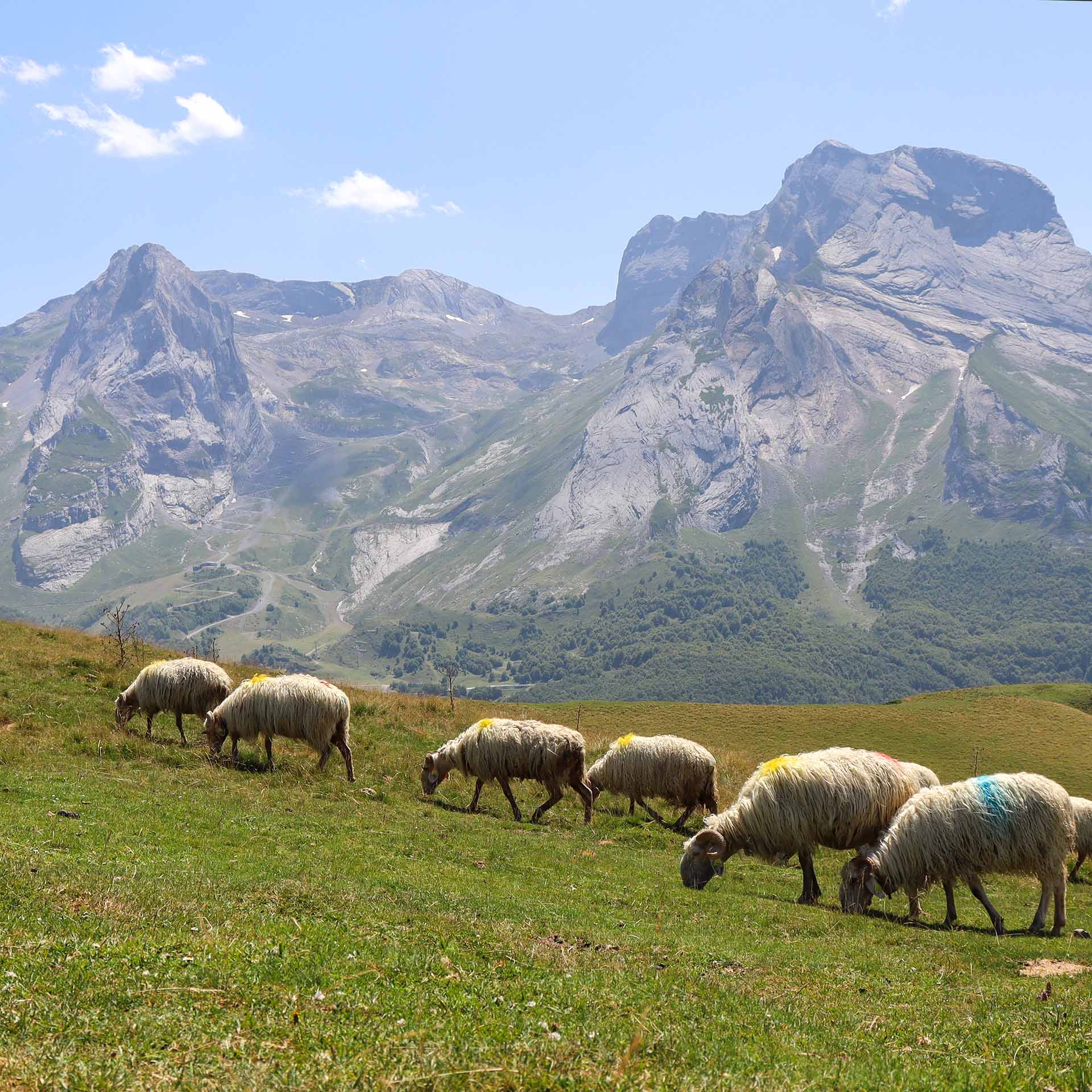Rebaño de ovejas en los pastos de verano del Col d'Aubisque  - &copy; OTVO