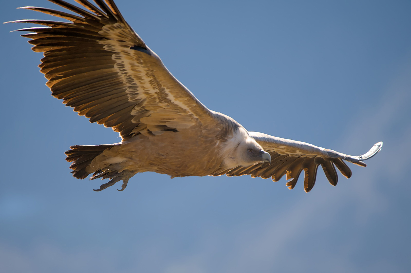 A vulture in the sky - &copy; L. Le Pontois - Parc national des Pyrénées