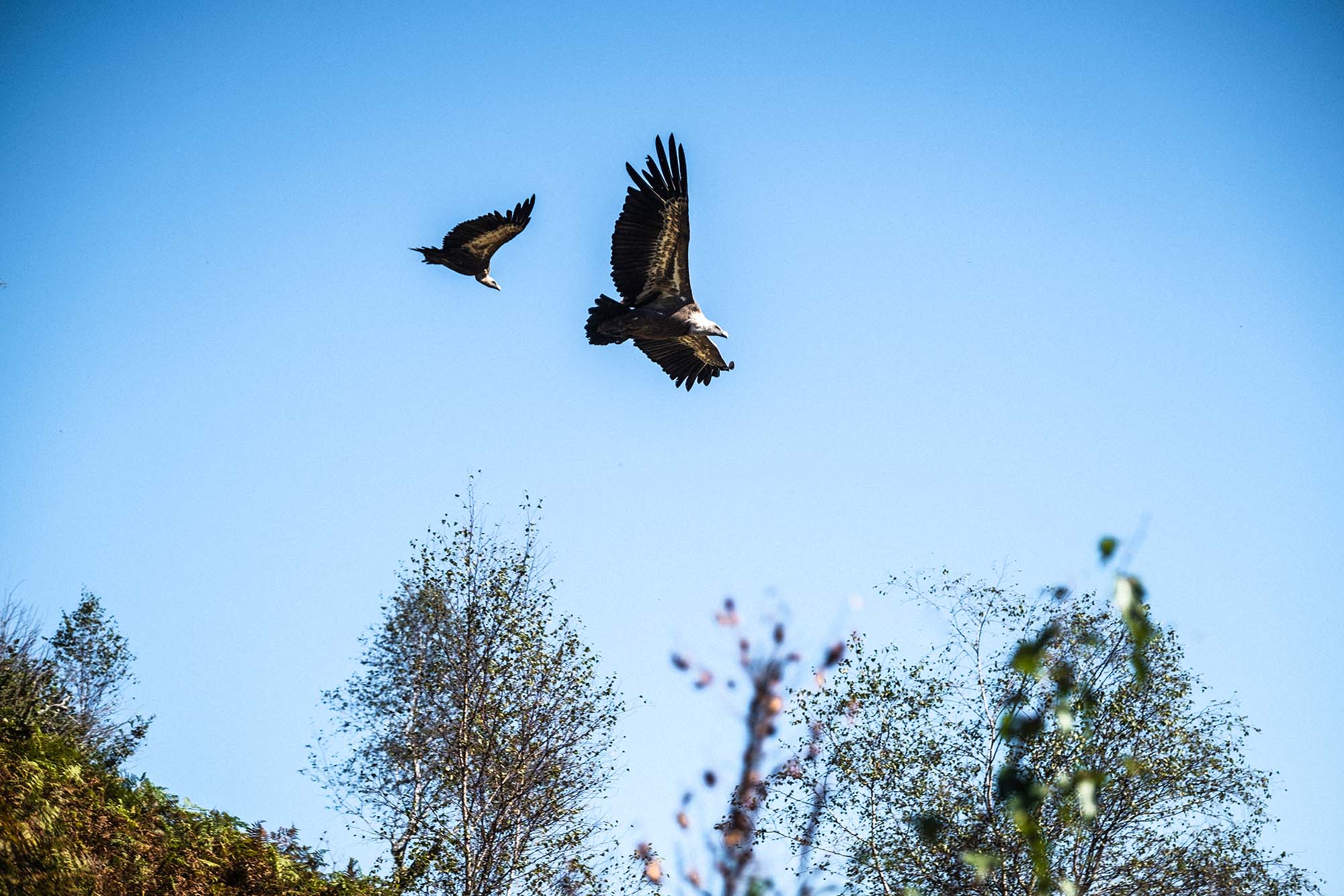 Vautours - &copy; Adrien Basse-Cathalinat