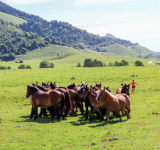 Transhumance Benou