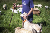 chevre-ryckbosch-guillaume-42747
