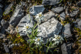 edelweiss-pene-sarriere-gourette-pays-de-b-arn-a-basse-cathalinat2020-16976