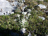 edelweiss1-otebg-16975