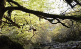 la forêt imaginée