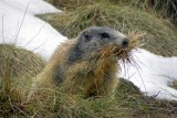 randonnee-ossau-marmotte-a-moustache-1886