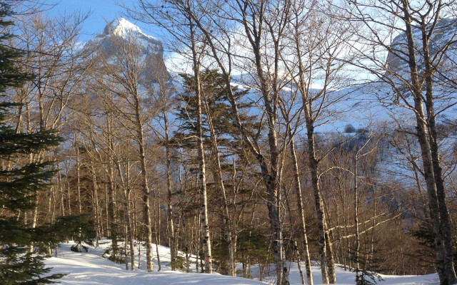 1440 bois noirIMG_4695