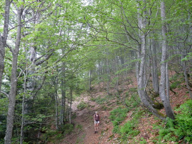 Bois sur le sentier d'Er