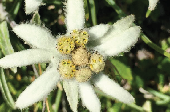 Edelweiss