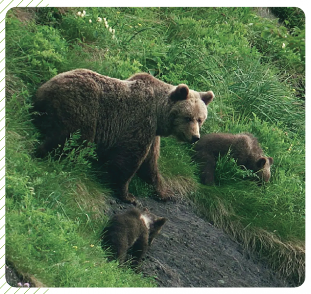Ours