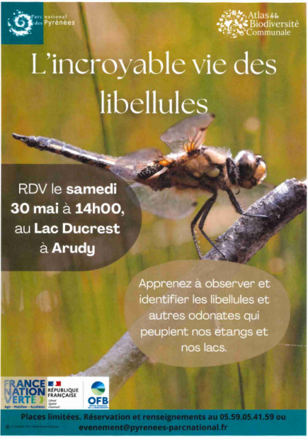 Capture d’écran 2026-05-04 libellules