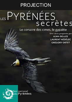 Le corsaire des cîmes : le Gypaète Barbu