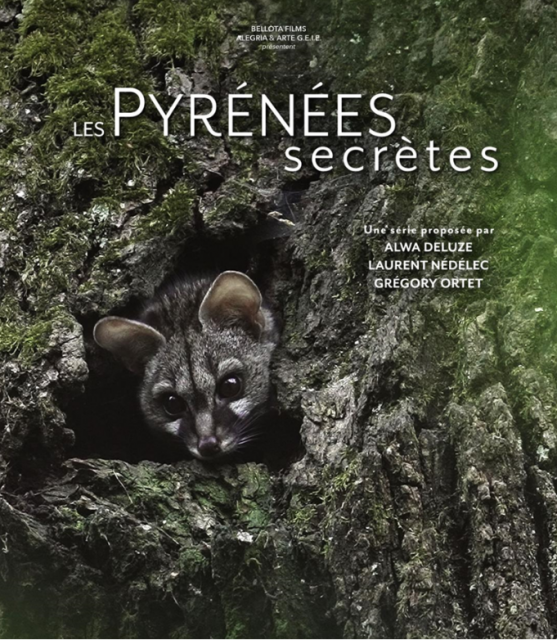 Pyrénées secrète Genette Pyrénées secrète Genette
