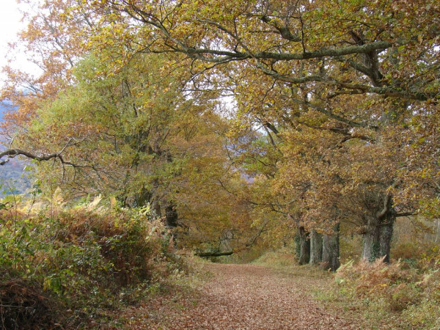 Chênes sur le sentier