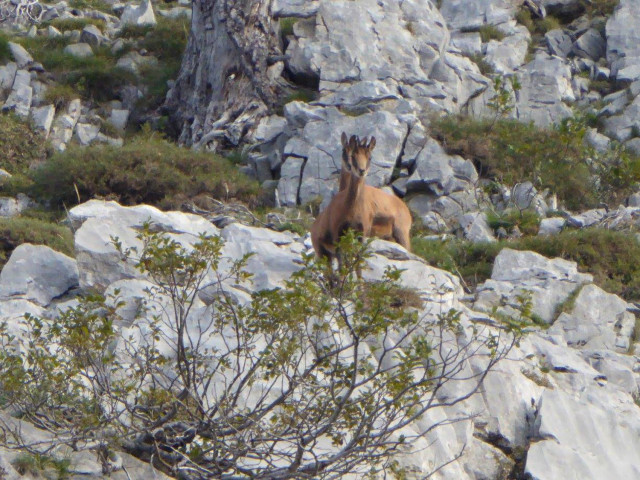 Isards-Ossau©G.Bergeras