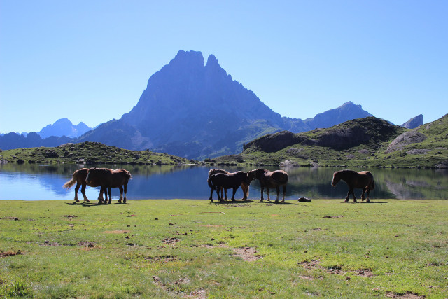 Lac-Ayous-Ossau-chevaux©Kindabreak.com