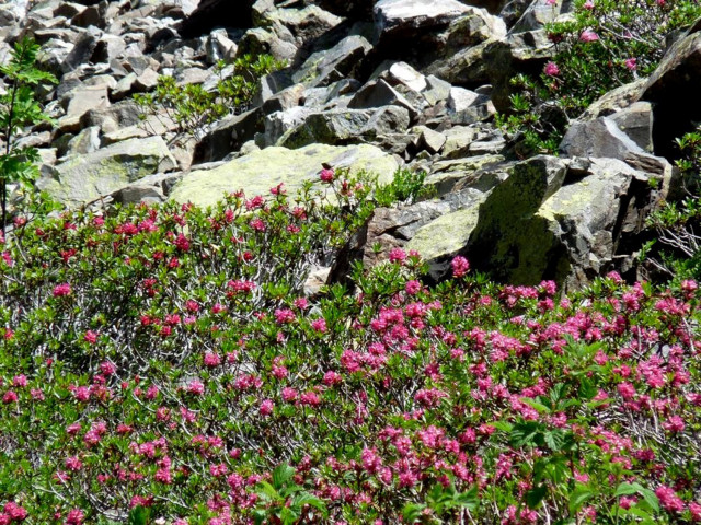 Rhododendron-Ossau©F.Magrou