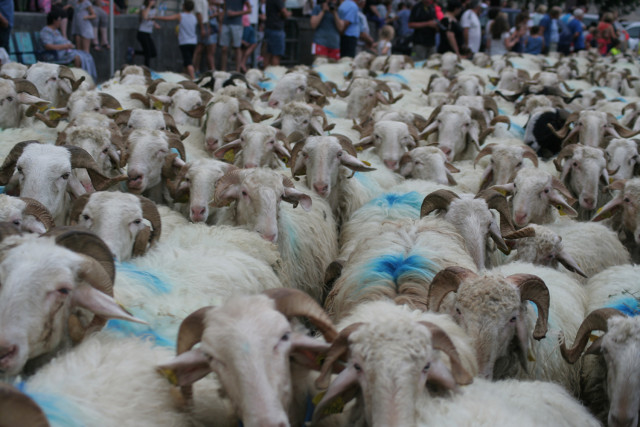 Tanshumance_Troupeau-Brebis-Laruns3©OTLaruns-AL
