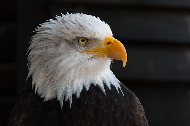 aigle