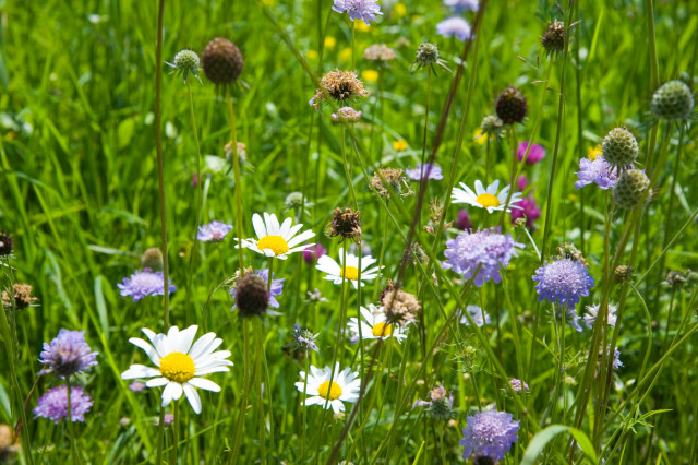 assouste-fleurs©otebge.follet