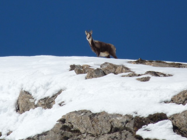 au-pays-des-isards-2-4819 au-pays-des-isards-2-4819