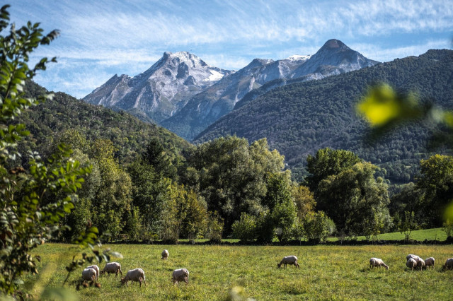 brebis3-adrien-basse-cathalinat-pays-de-bearn-319257