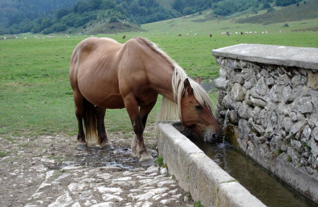 Un cheval s'abreuve sur le plateau du Bénou