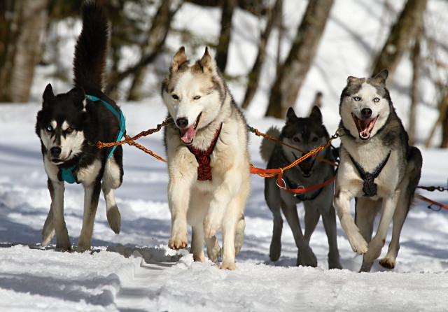 chien-traineaux-pixabay-182229