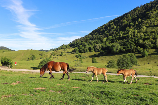 estive-benou5-otvo-246858