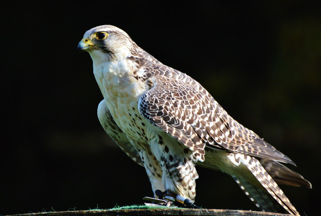 falcon-3023733_1280