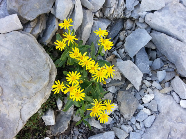 fleurs-pic-de-ger©otebg