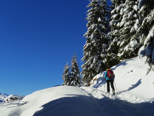 forets-enneigee-1329