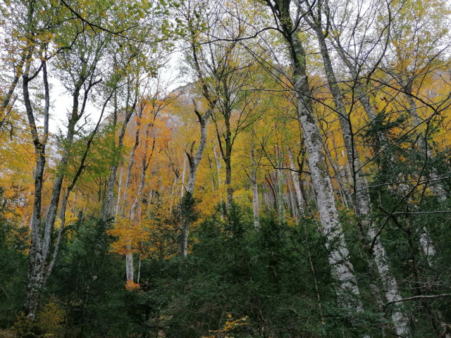 gite-geteu-photo-foret